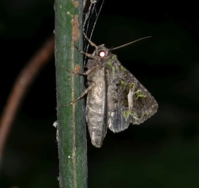 Trachea atriplicis - nyári zöldbagoly