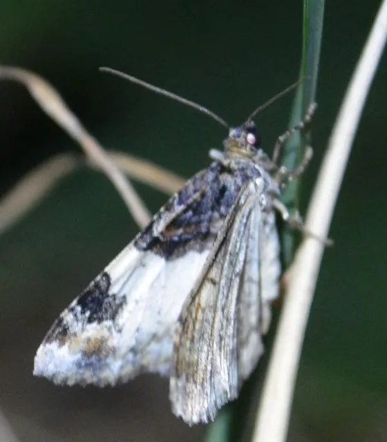 csuklyás tarkaaraszoló - Catarhoe cuculata