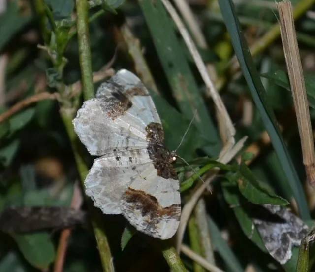 barna levélaraszoló - Ligdia adustata