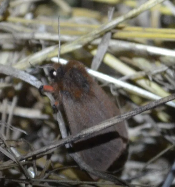 füstös medvelepke - Phragmatobia fuliginosa