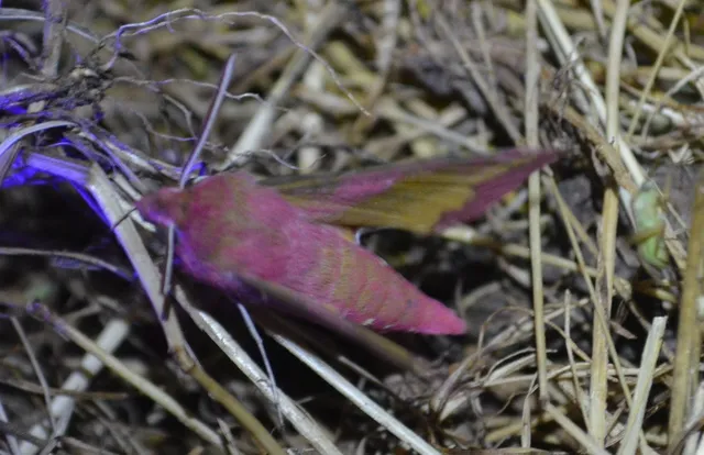 piros szender - Deilephila porcellus