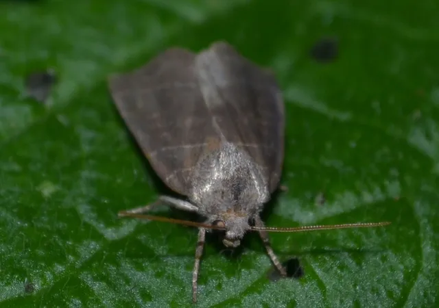 sarlós fűzbagoly - Ipimorpha retusa