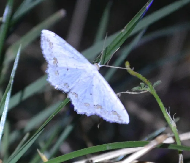 díszes fehéraraszoló - Scopula ornata