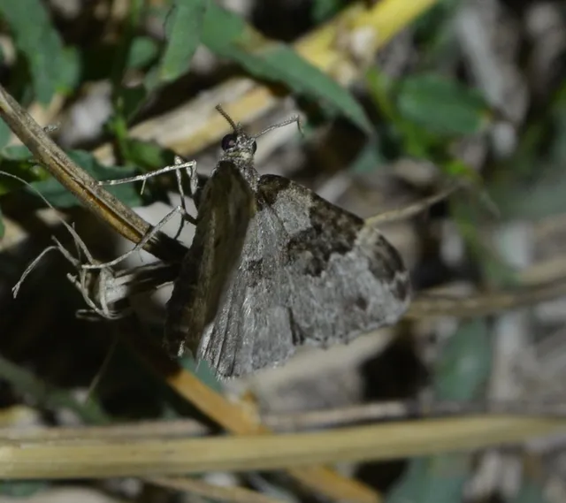közönséges tarkaaraszoló - Xanthorhoe fluctuata