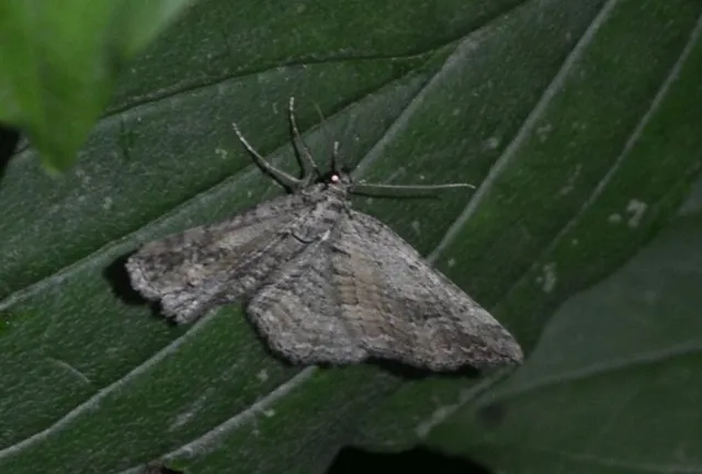 fakó iszalagaraszoló - Horisme tersata