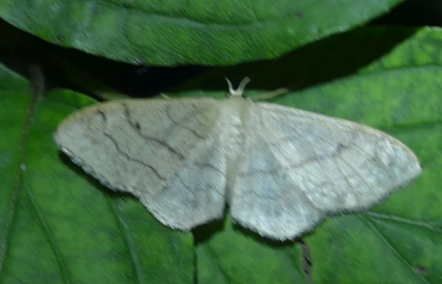 nagy sávosaraszoló - Idaea aversata