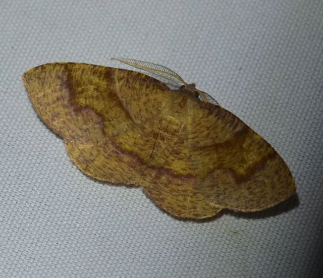 szemcsés araszoló - Plagodis pulveraria