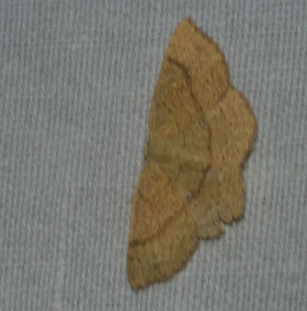 Cyclophora ruficiliaria - vörösrojtú pettyesaraszoló