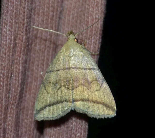 ligeti karcsúbagoly - Herminia grisealis