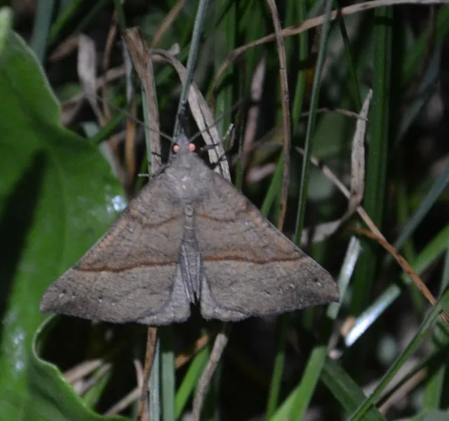 ormányos karcsúbagoly - Hypena proboscidalis