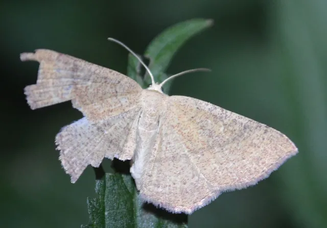 vörösrojtú pettyesaraszoló - Cyclophora ruficiliaria