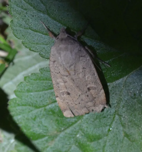 kis sárgafűbagoly - Noctua comes