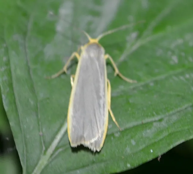 fakó zuzmószövő - Eilema lurideola