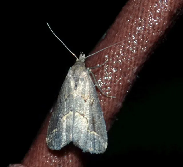 keskenyszárnyú karcsúbagoly - Schrankia costaestrigalis