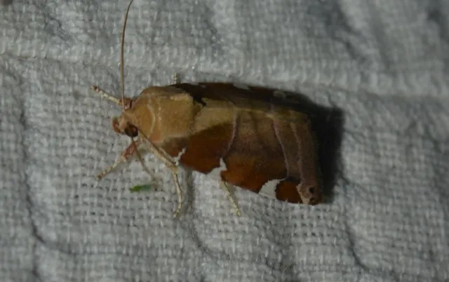 szilfa-lombbagoly - Cosmia diffinis