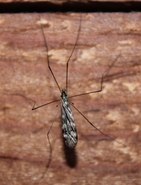 Limonia hercegovinae