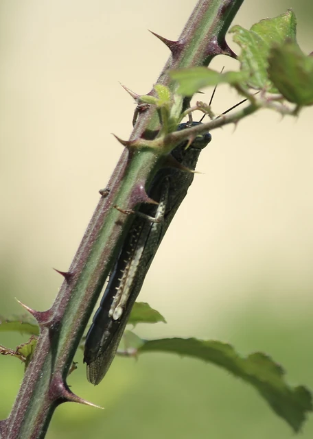 Anacridium aegyptium - egyiptomi sáska