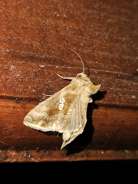 Chrysodeixis chalcites - déli aranybagoly