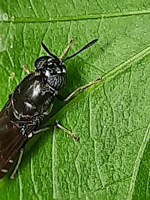Hermetia illucens