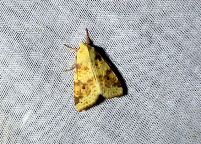 Cirrhia icteritia - nyárfa-sárgabagoly