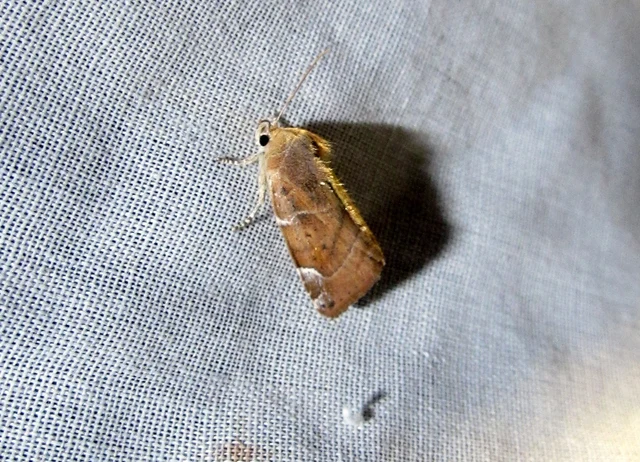 Cosmia affinis - barna lombbagoly