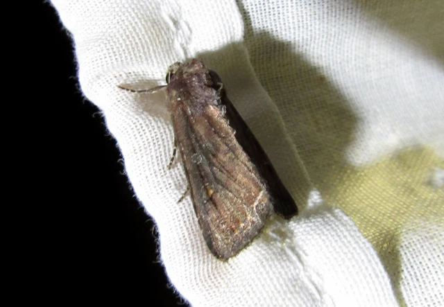 Lacanobia oleracea - saláta-kertibagoly