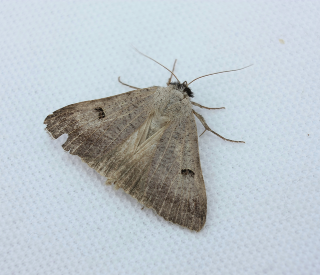 Lygephila craccae - gyakori csüdfűbagoly