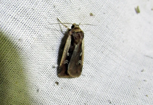 Ochropleura plecta - fehérszegélyű fűbagoly
