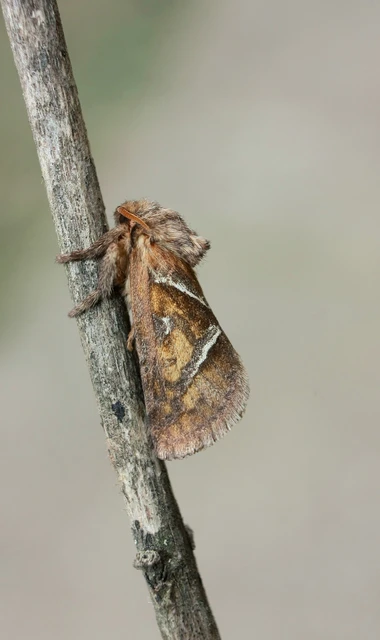 Triodia sylvina - kis gyökérrágólepke
