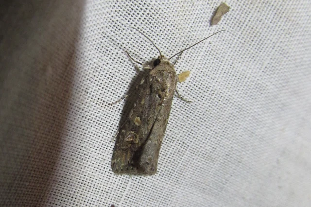Spodoptera exigua - apró jegyesbagoly
