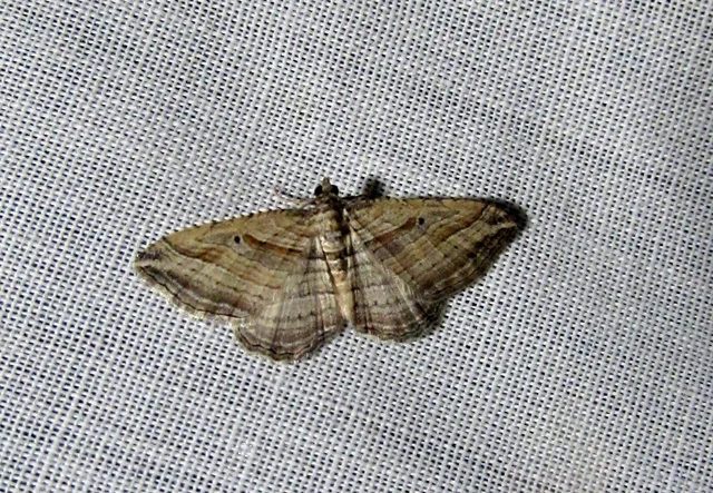 Costaconvexa polygrammata - soksávú araszoló