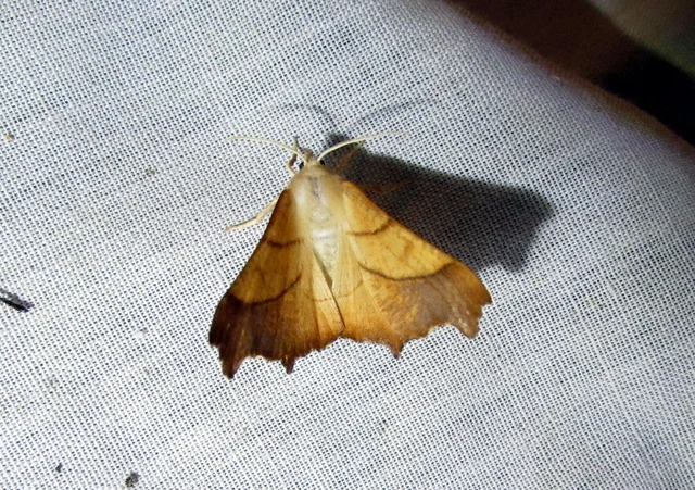 Ennomos fuscantaria - kőris-levélaraszoló