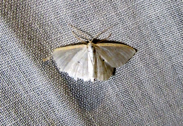 Scopula immutata - réti fehéraraszoló