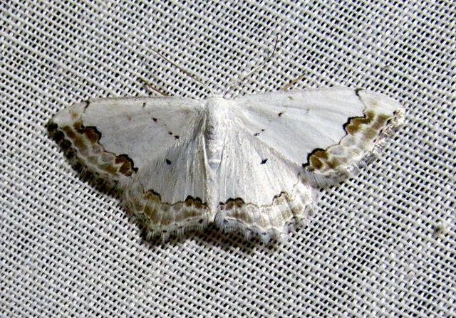 Scopula ornata - díszes fehéraraszoló