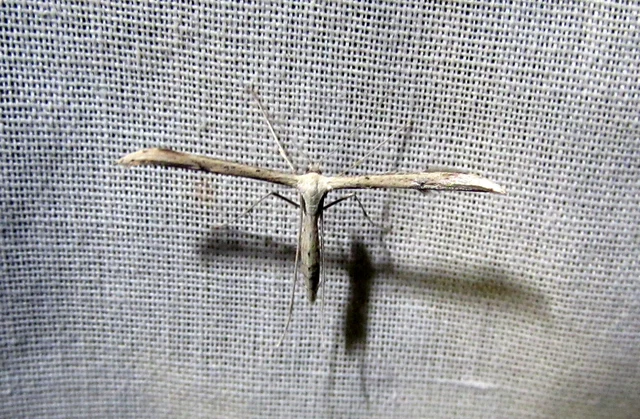 Pterophoridae - tollasmolyfélék