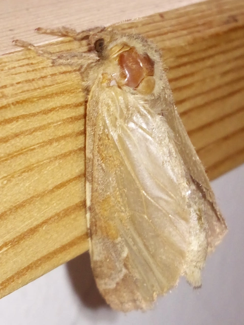 Triodia sylvina - kis gyökérrágólepke