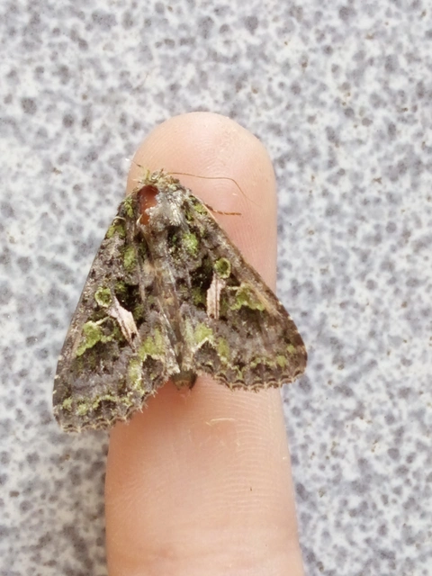 Trachea atriplicis - nyári zöldbagoly