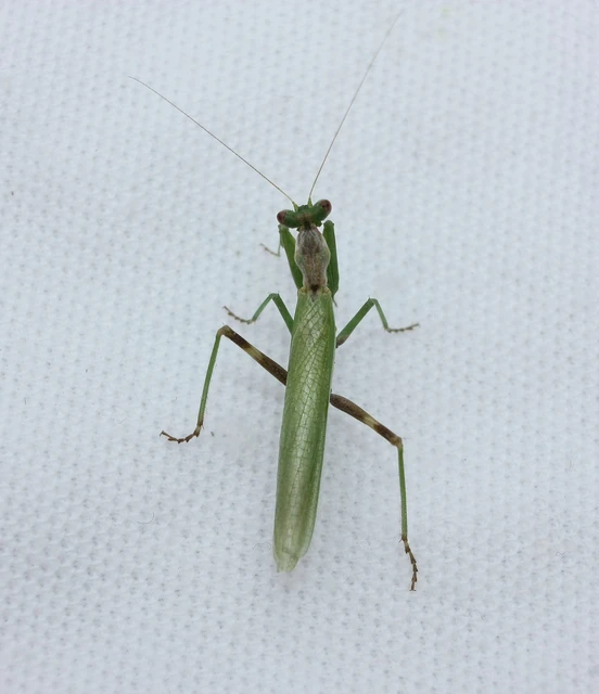 Ameles spallanzania - Spallanzani-törpemanó