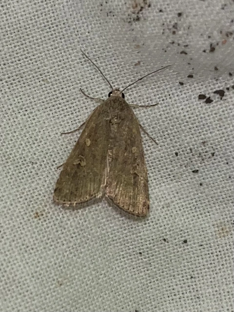 Spodoptera exigua - apró jegyesbagoly