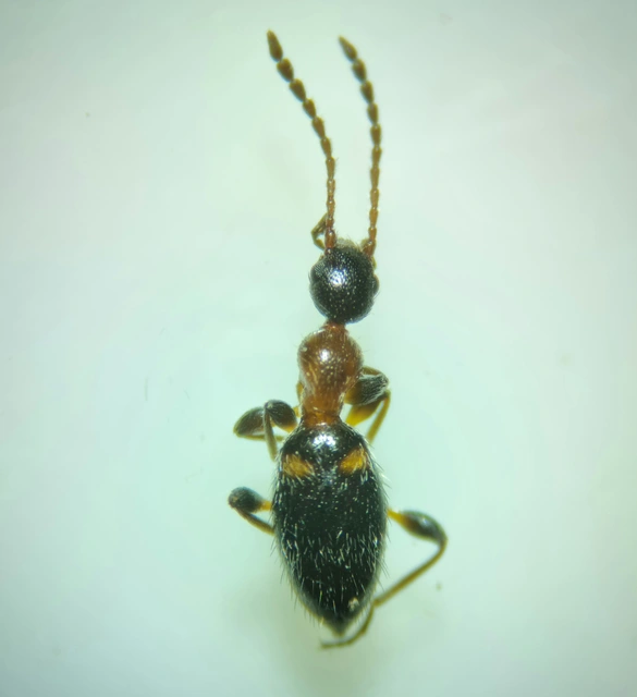 Anthelephila pedestris - hangyaszerű fürgebogár