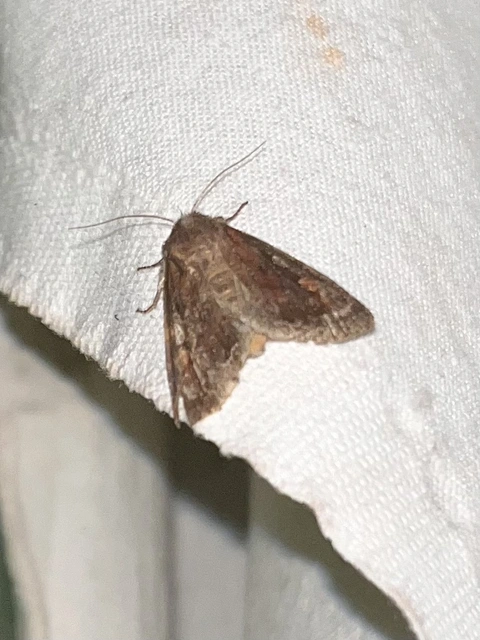 Lacanobia oleracea - saláta-kertibagoly