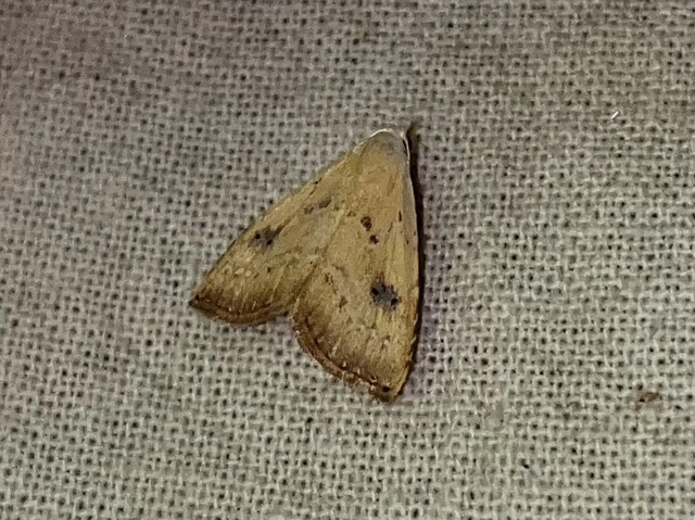 Rivula sericealis - selymes lórombagoly