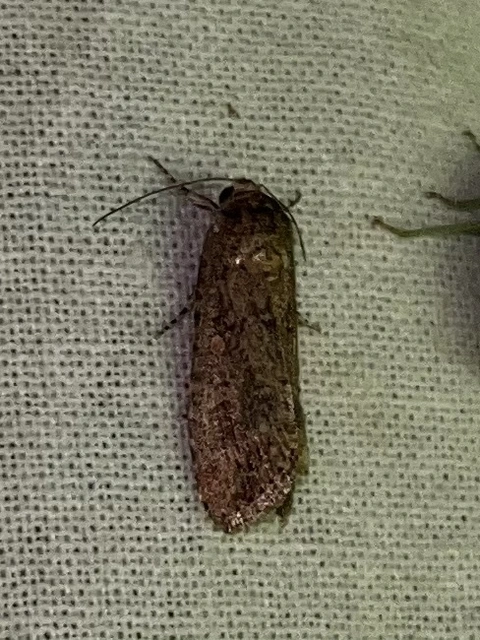 Spodoptera exigua - apró jegyesbagoly