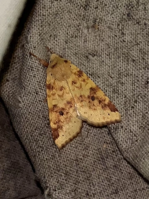 Cirrhia icteritia - nyárfa-sárgabagoly