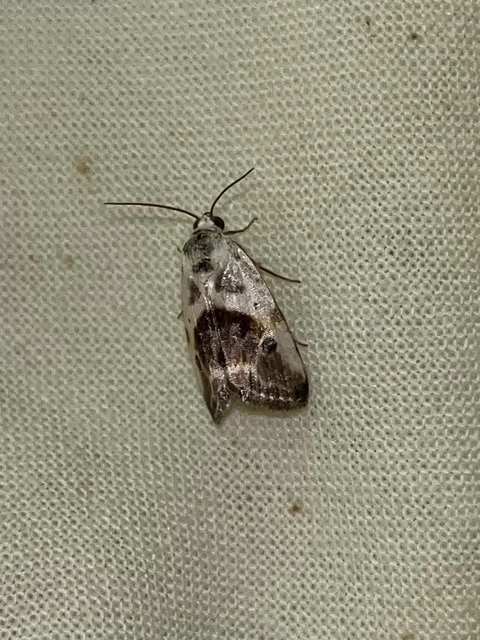 Ponometia candefacta - parlagfűbagoly