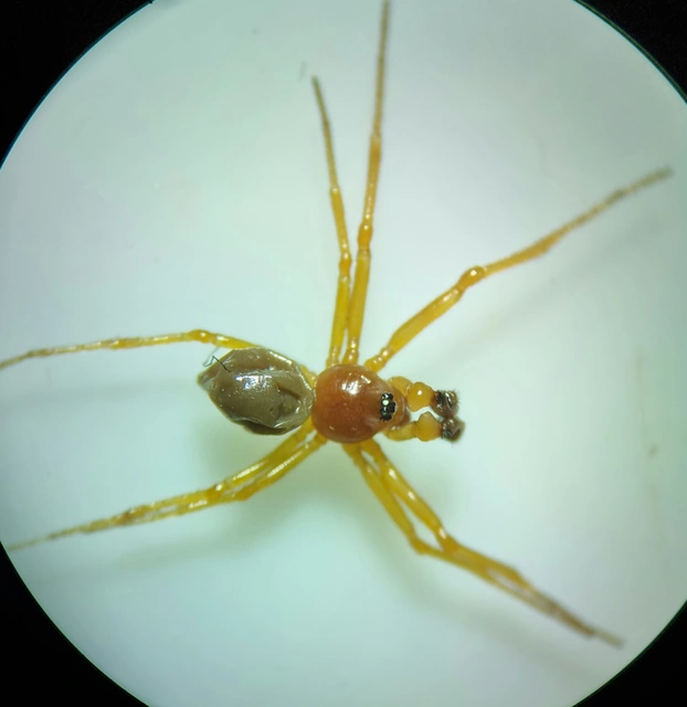 Gonatium rubellum - vastagkezű pók