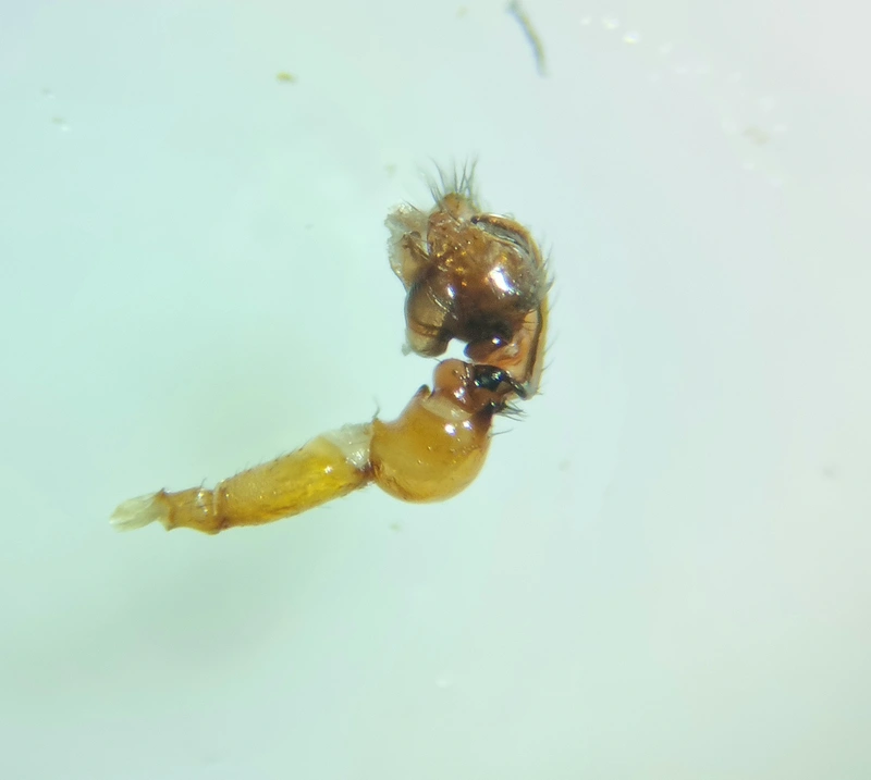 Gonatium rubellum - vastagkezű pók