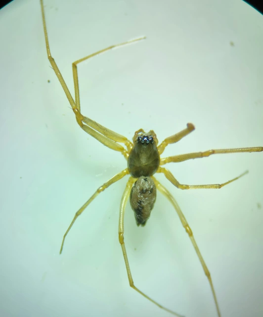 Bathyphantes nigrinus