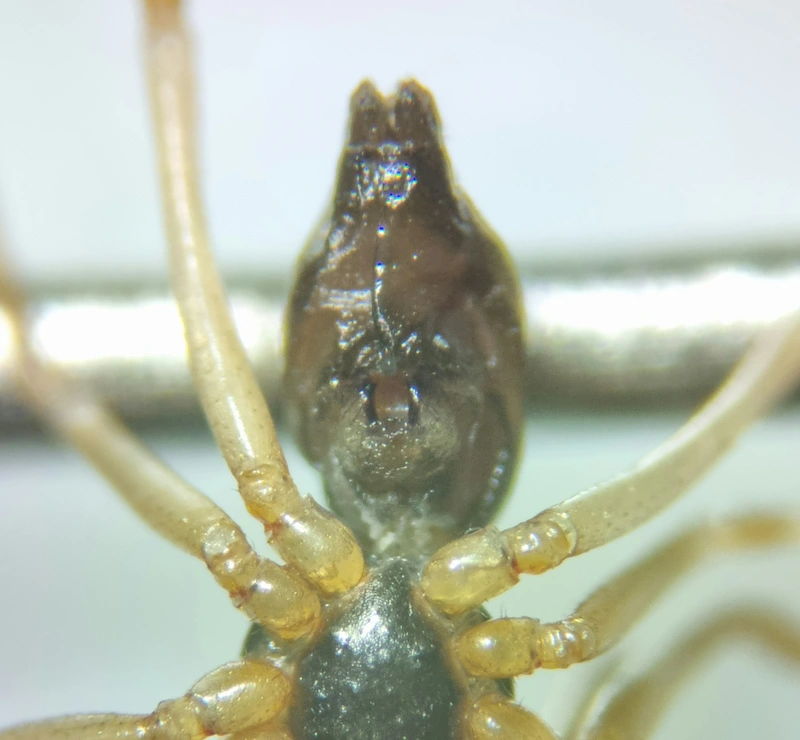 Bathyphantes nigrinus