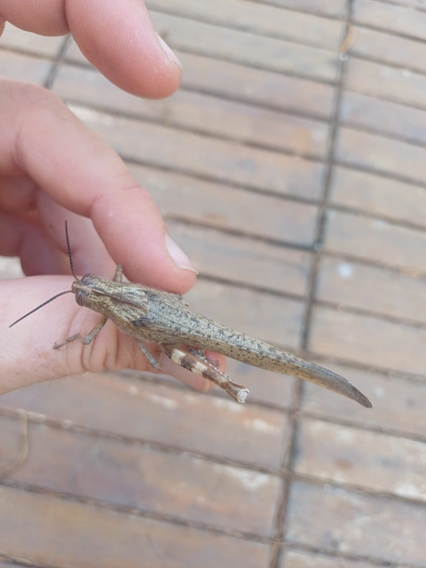 Anacridium aegyptium - egyiptomi sáska